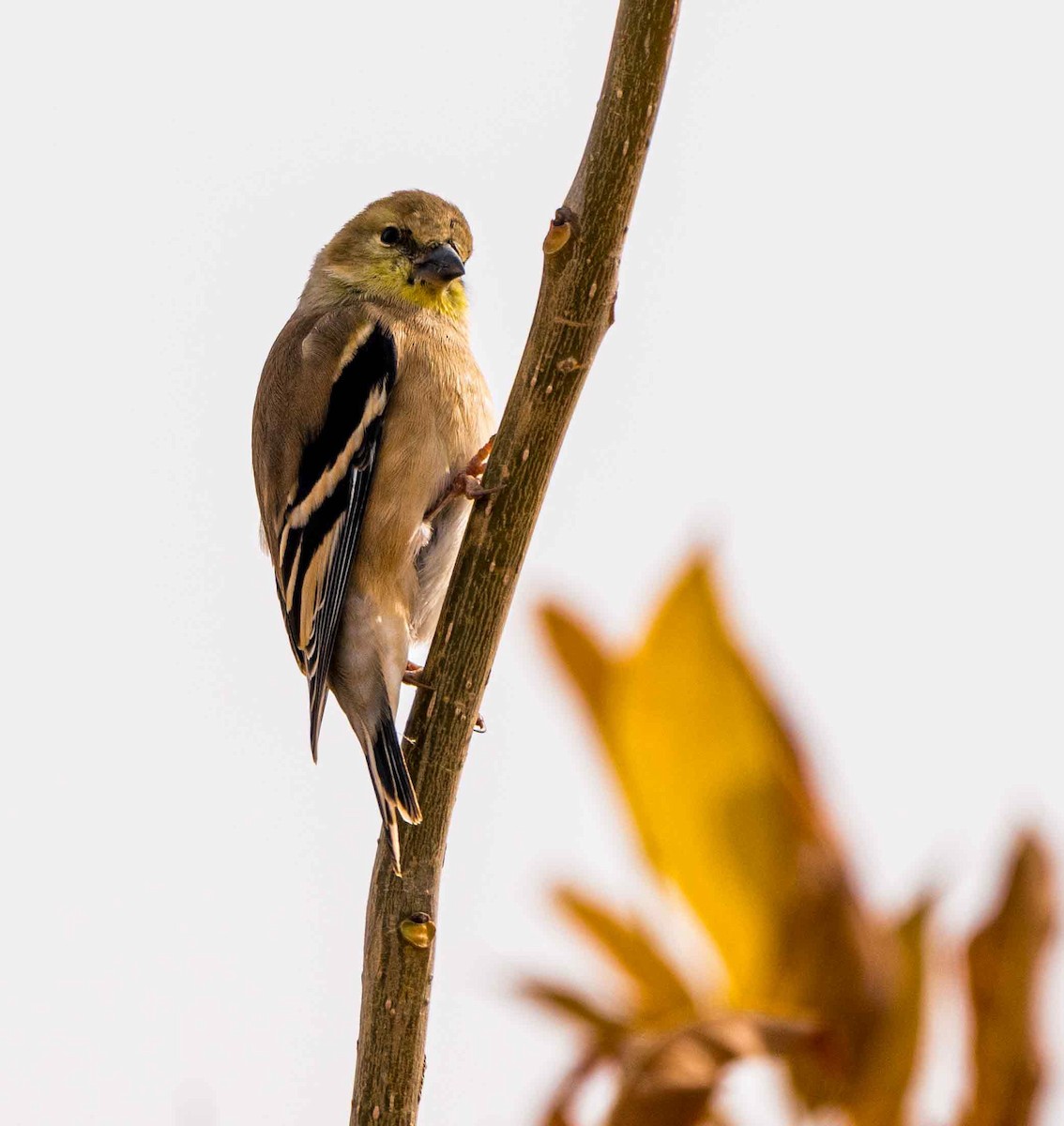 American Goldfinch - ML645873064