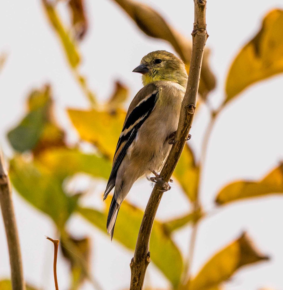 American Goldfinch - ML645873065