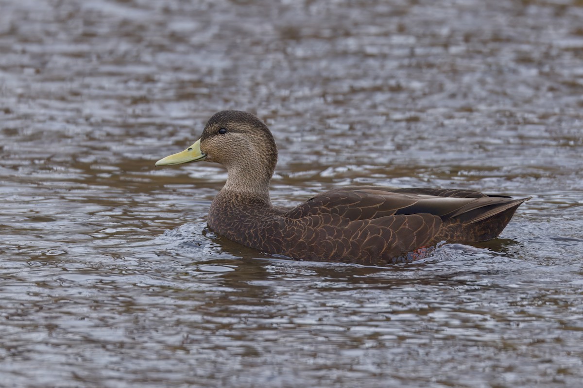 rødfotand - ML645873071