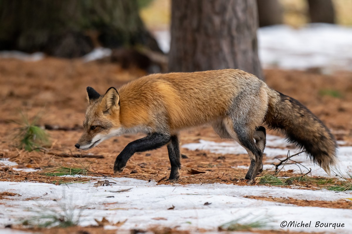 紅狐 - ML645873072