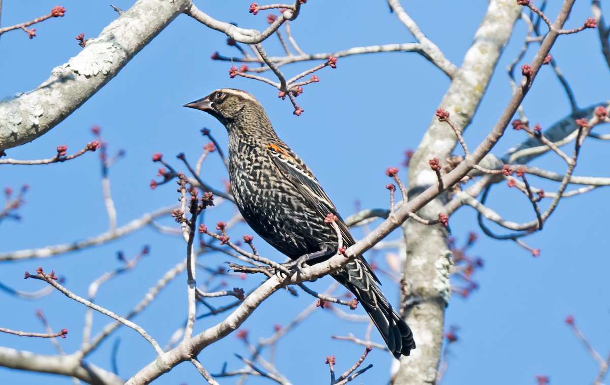 Красноплечий трупиал [группа phoeniceus] - ML645873073