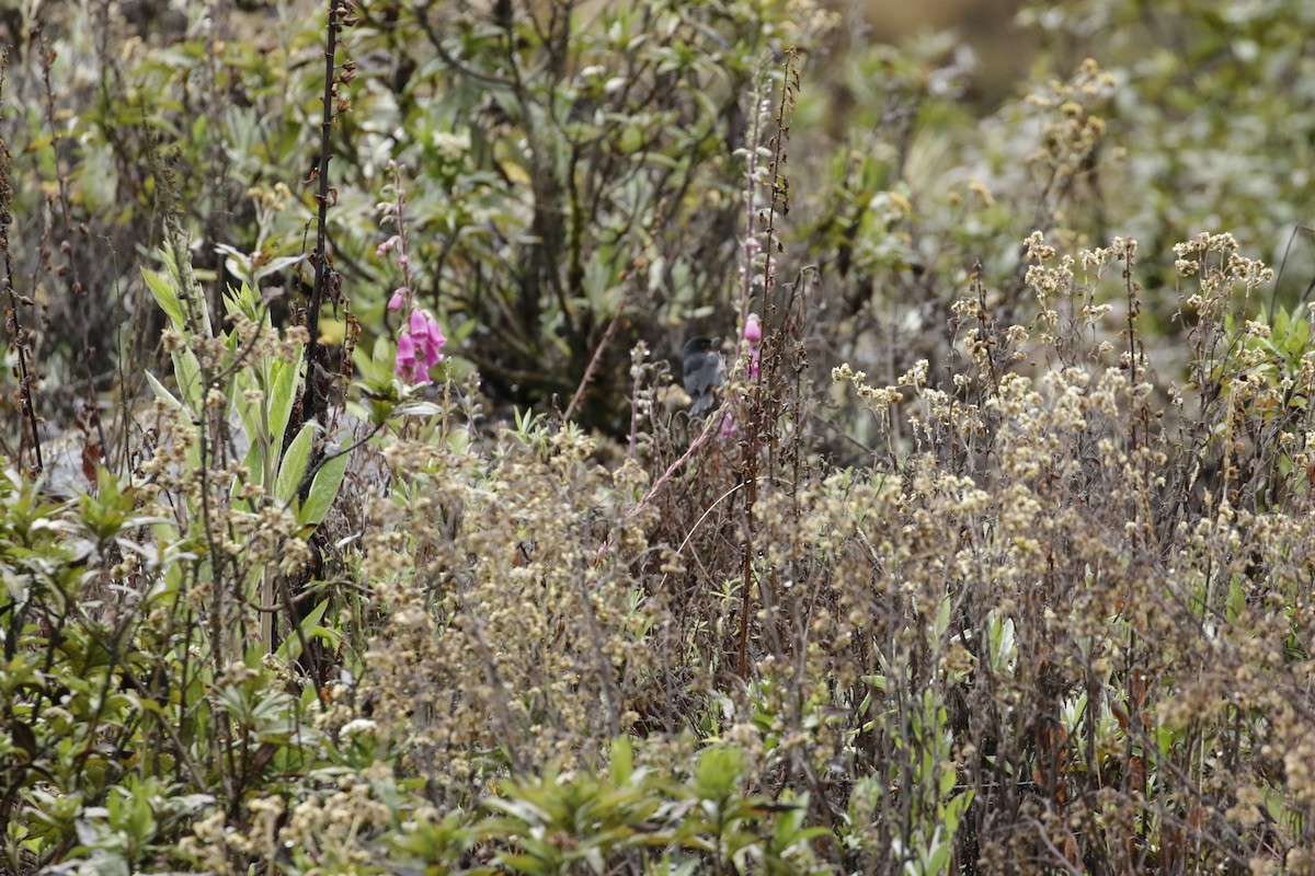 Black-throated Flowerpiercer - ML645873087
