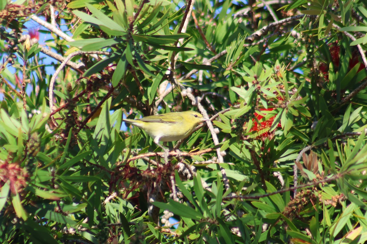 Tennessee Warbler - ML645873091