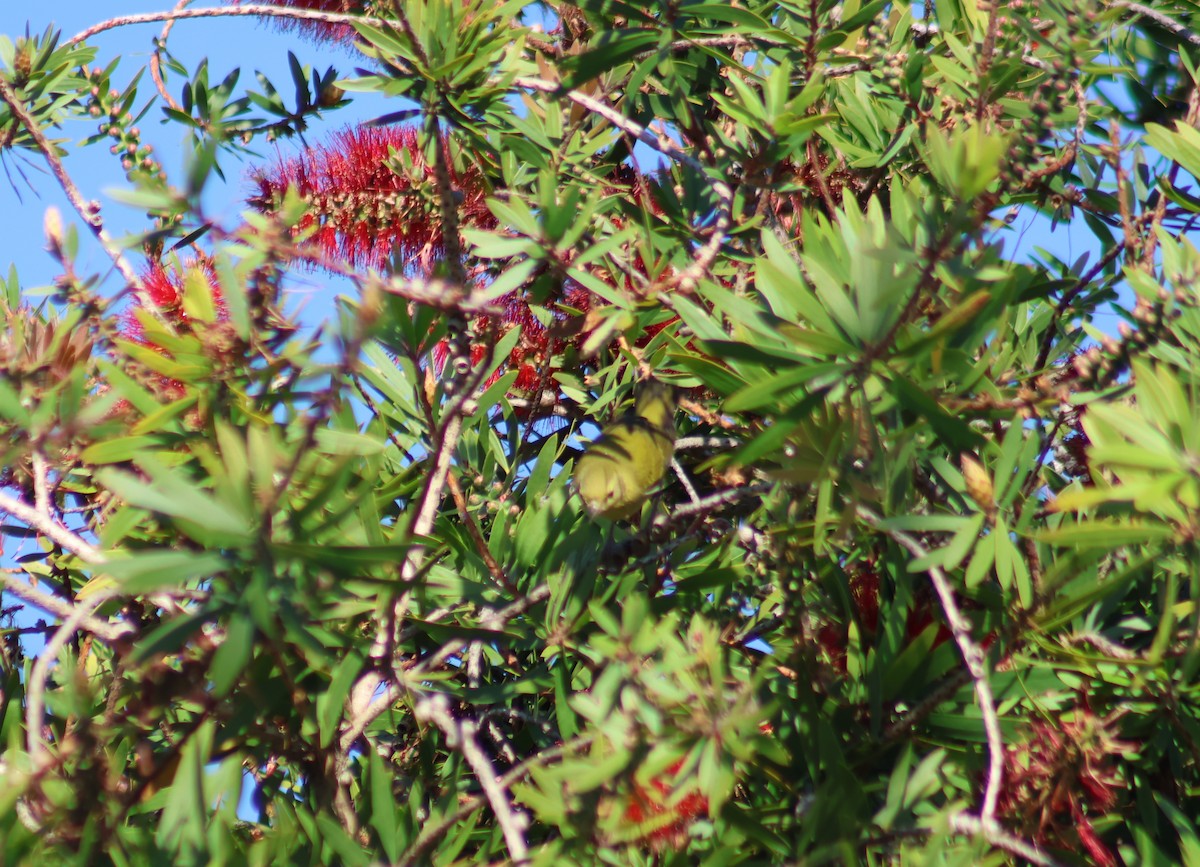 Tennessee Warbler - ML645873092