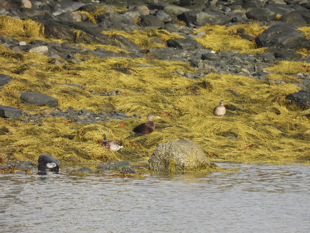 Stockente - ML645873094