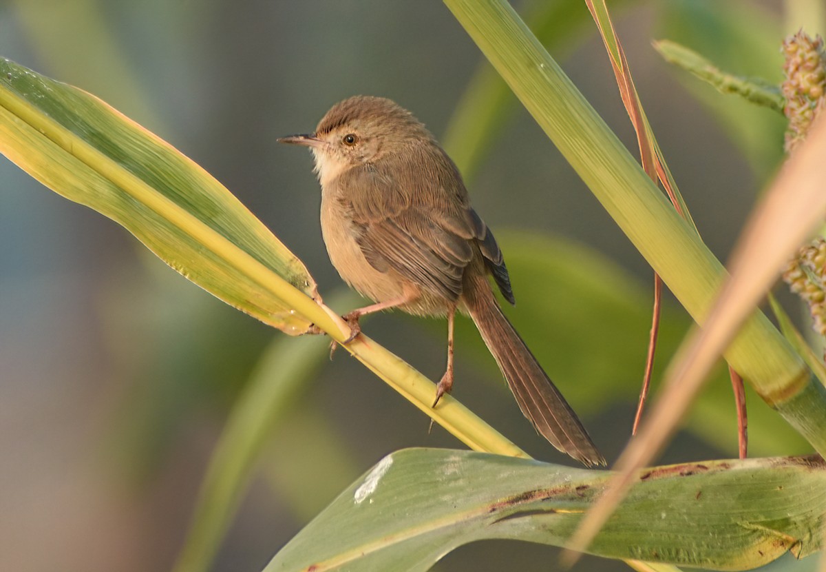 Schlichtprinie - ML645873095