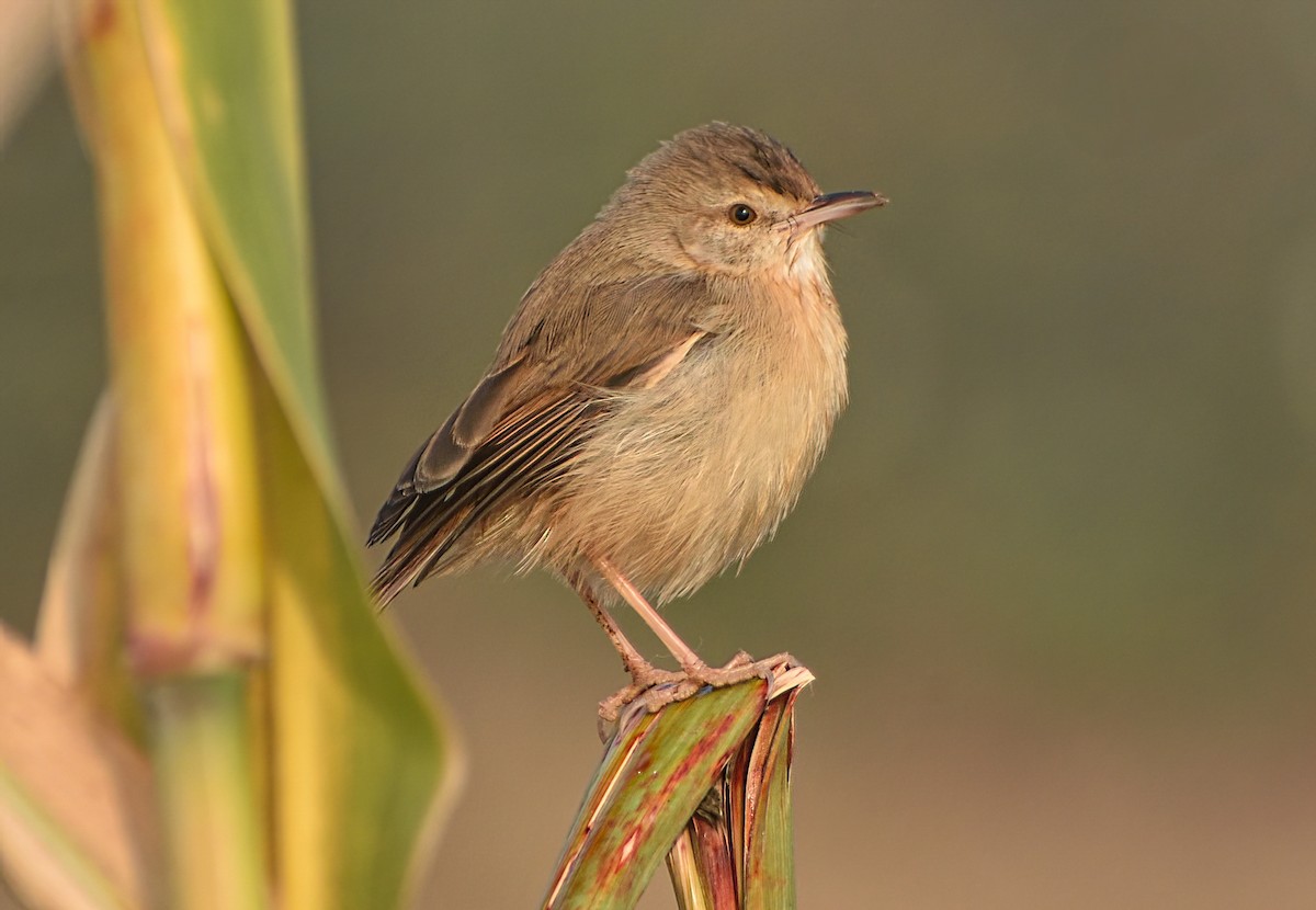 Schlichtprinie - ML645873096