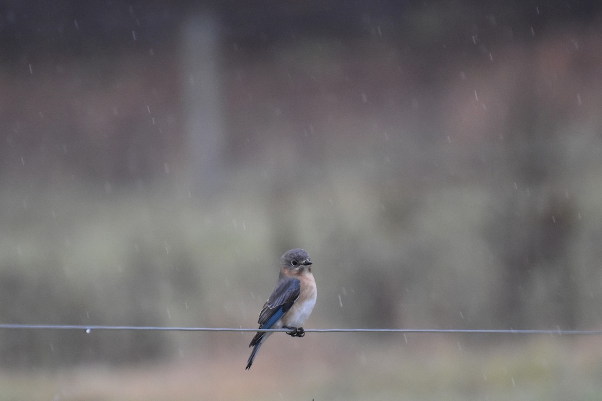 Rotkehl-Hüttensänger - ML645873098