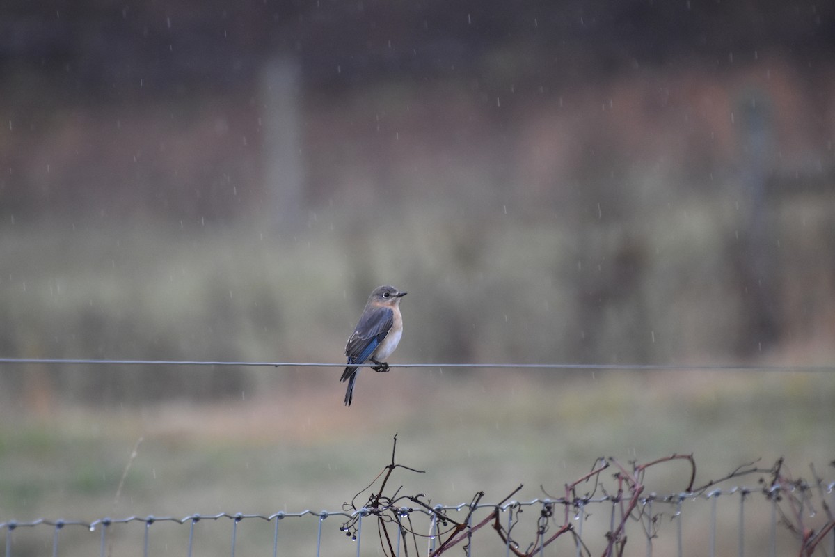 Rotkehl-Hüttensänger - ML645873099