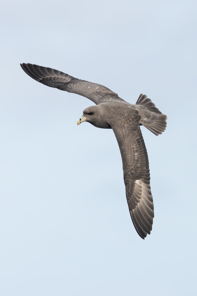 Eissturmvogel - ML645873100