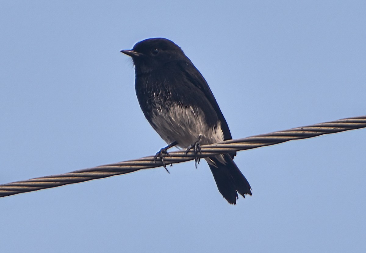 Elsterschmätzer - ML645873102