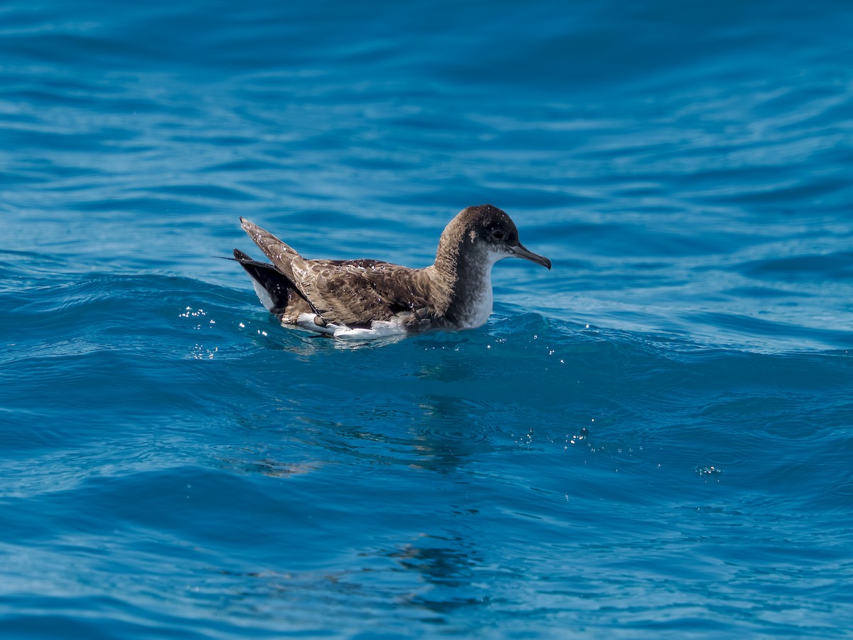 Flattersturmtaucher - ML645873104