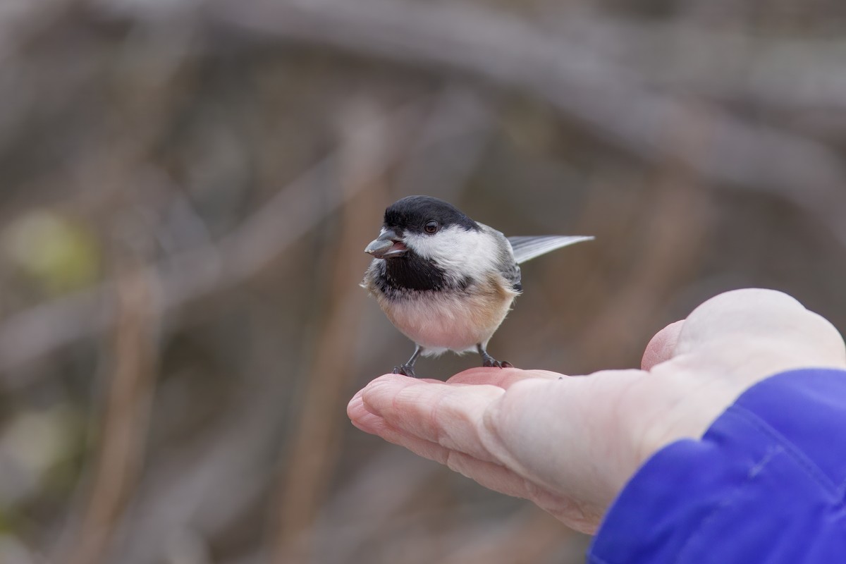 Schwarzkopfmeise - ML645873105