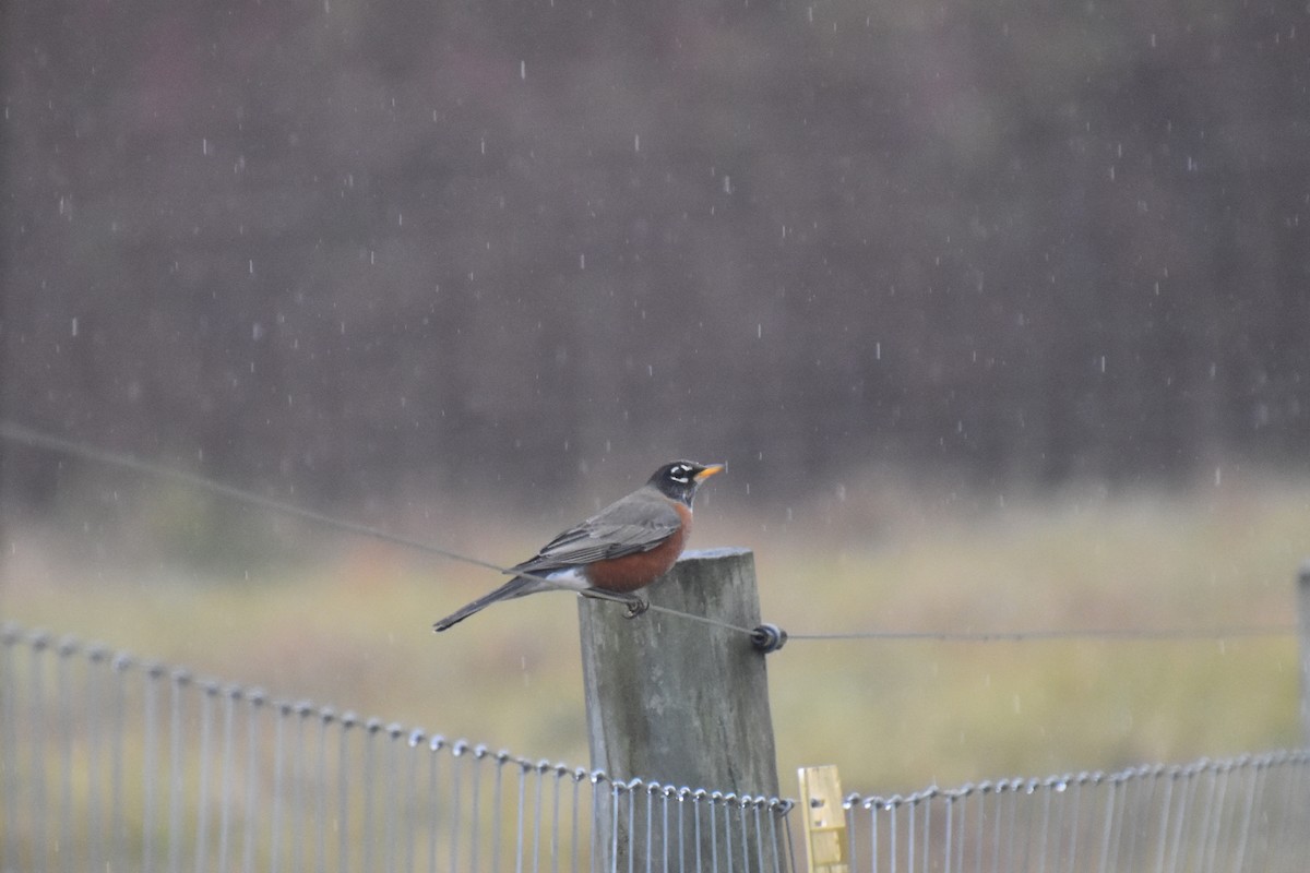 Wanderdrossel - ML645873106