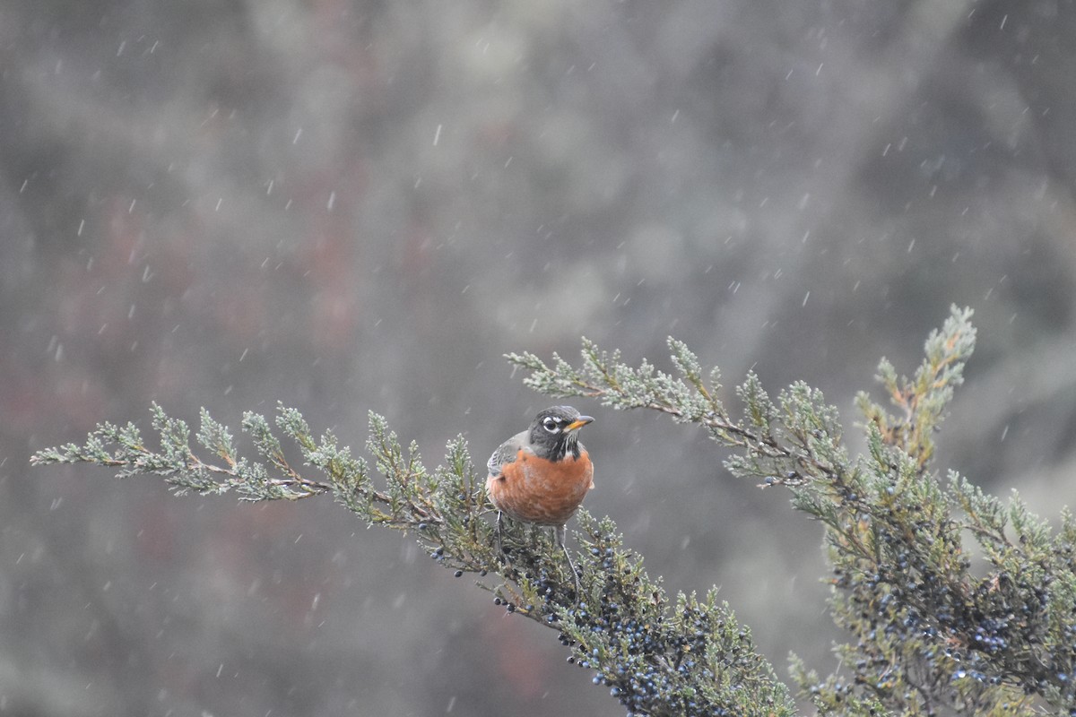 Wanderdrossel - ML645873107