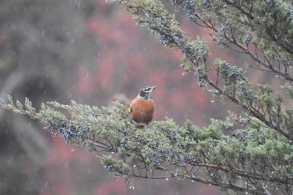 Wanderdrossel - ML645873108