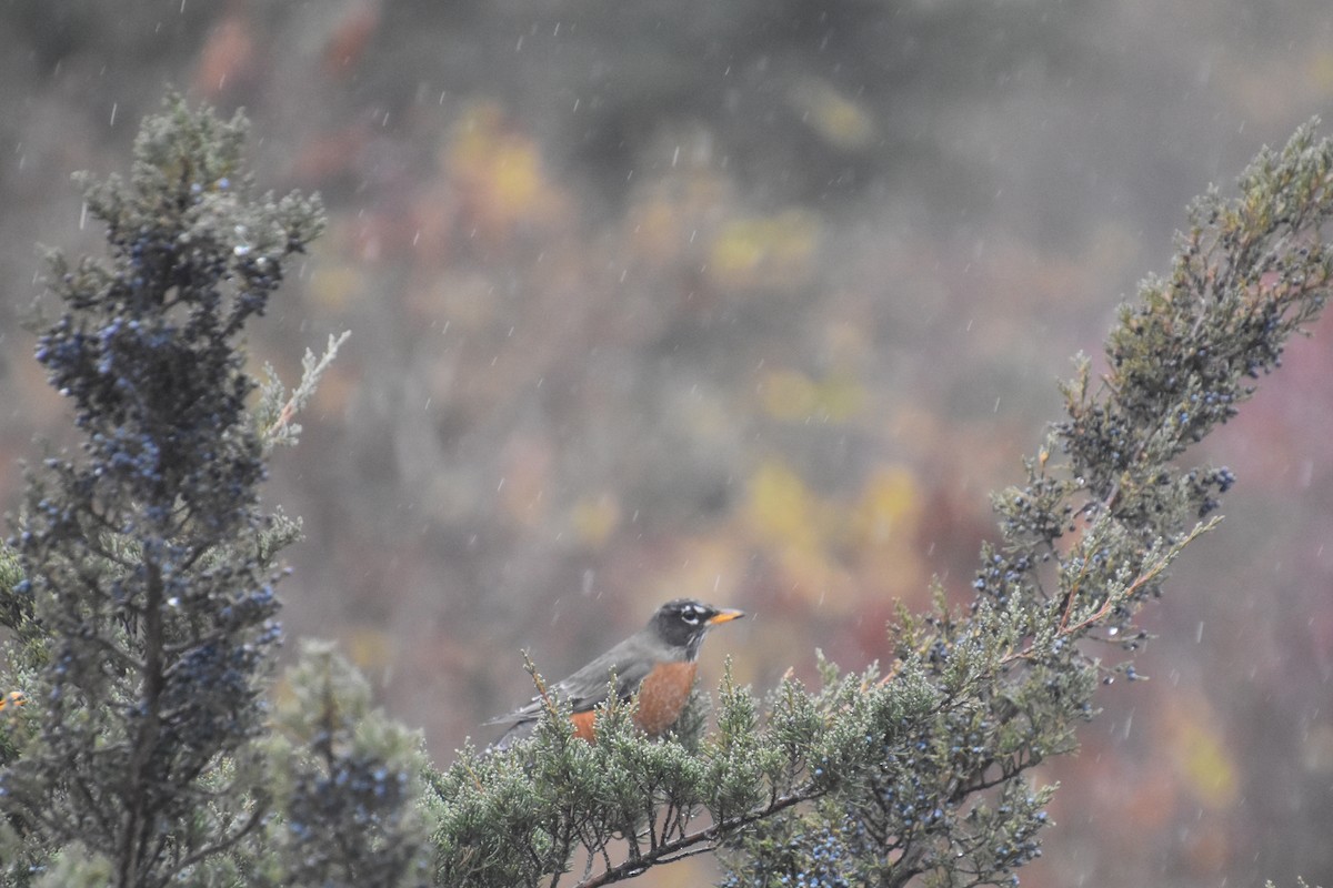 Wanderdrossel - ML645873109