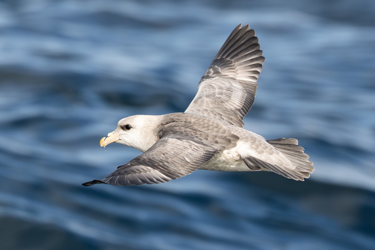 Eissturmvogel - ML645873110