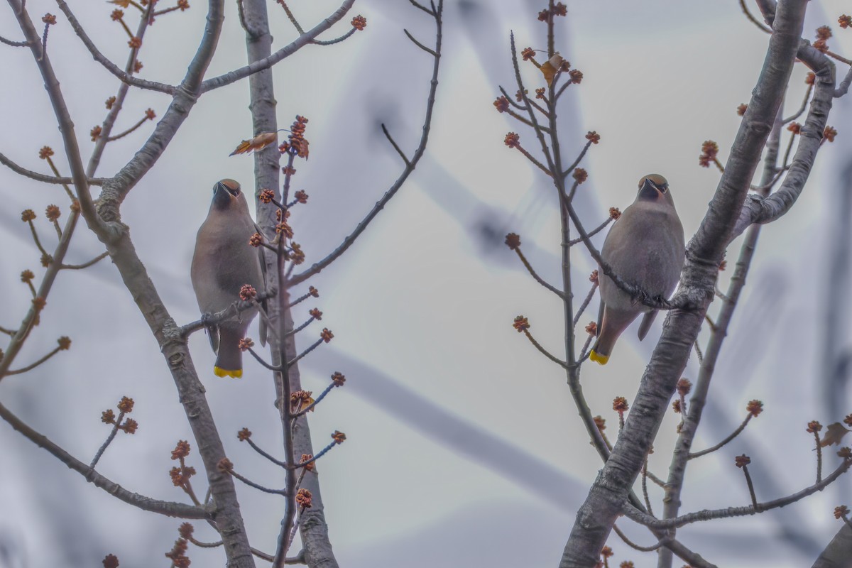 Seidenschwanz - ML645873111