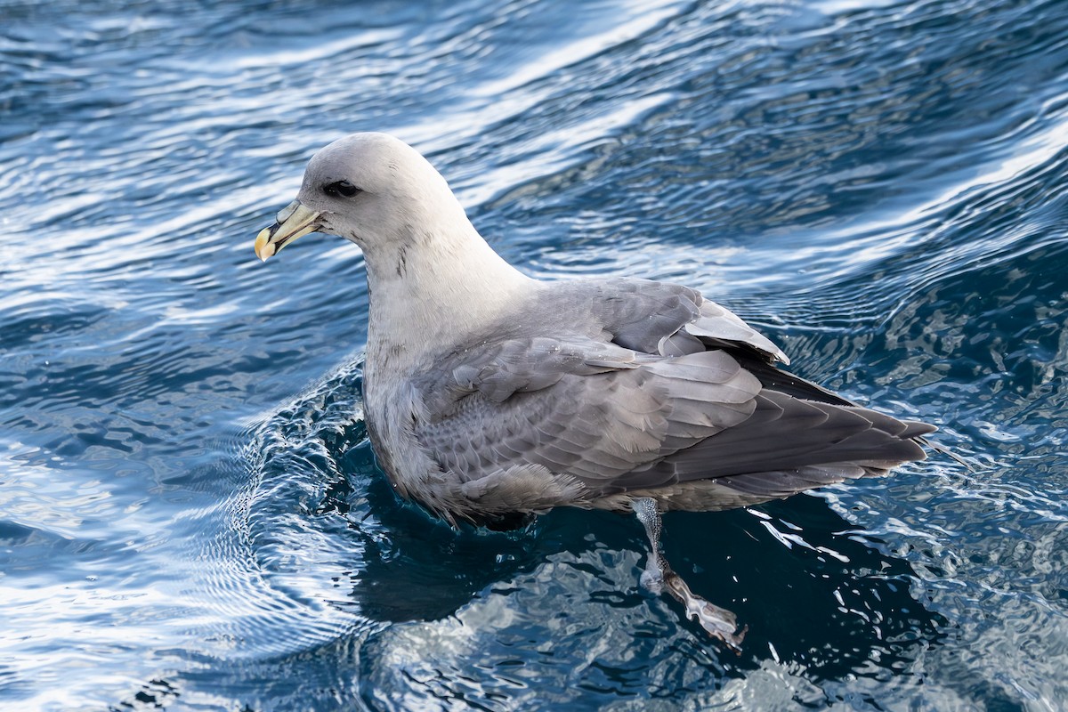 Eissturmvogel - ML645873112