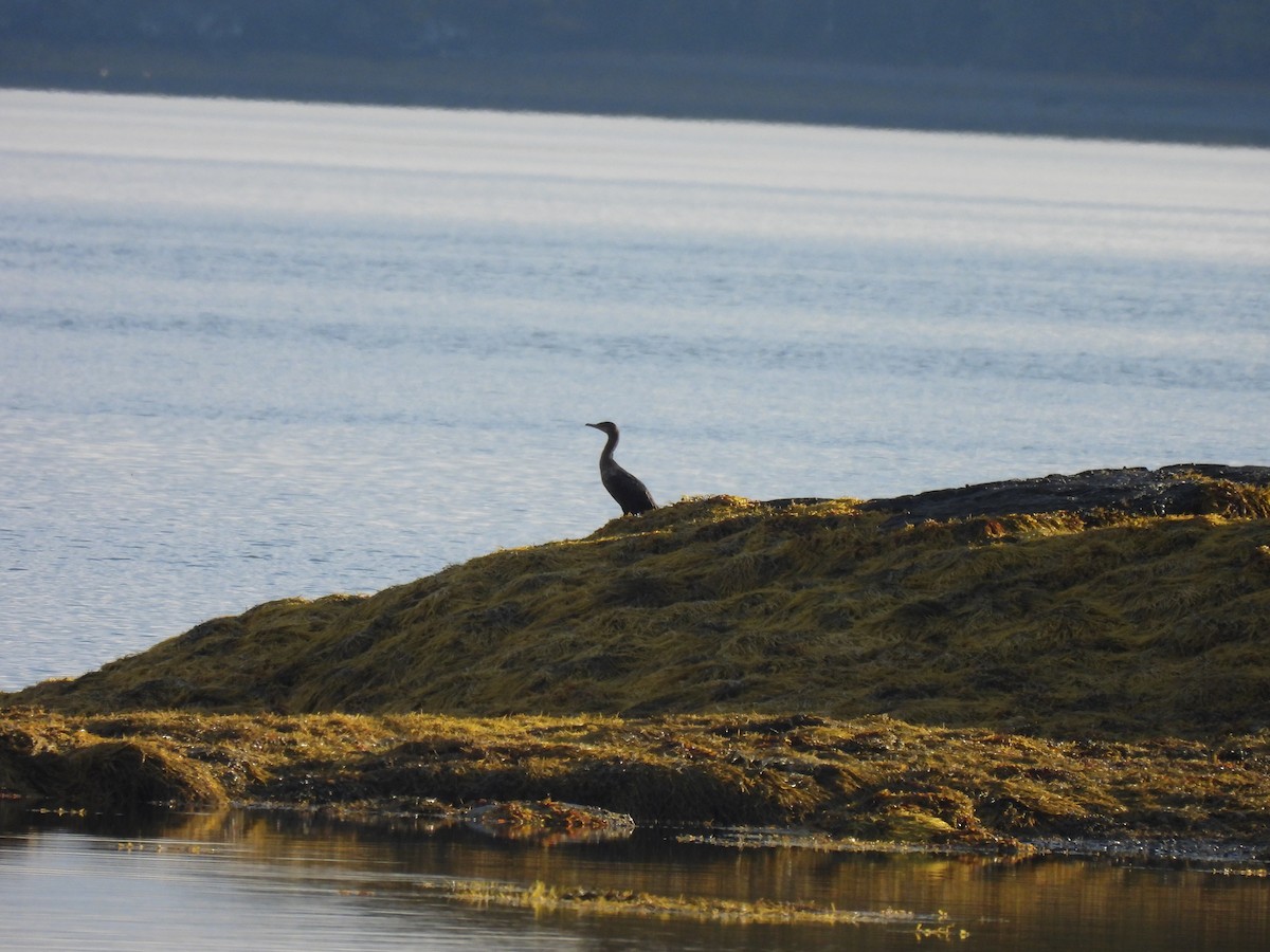 Ohrenscharbe - ML645873113