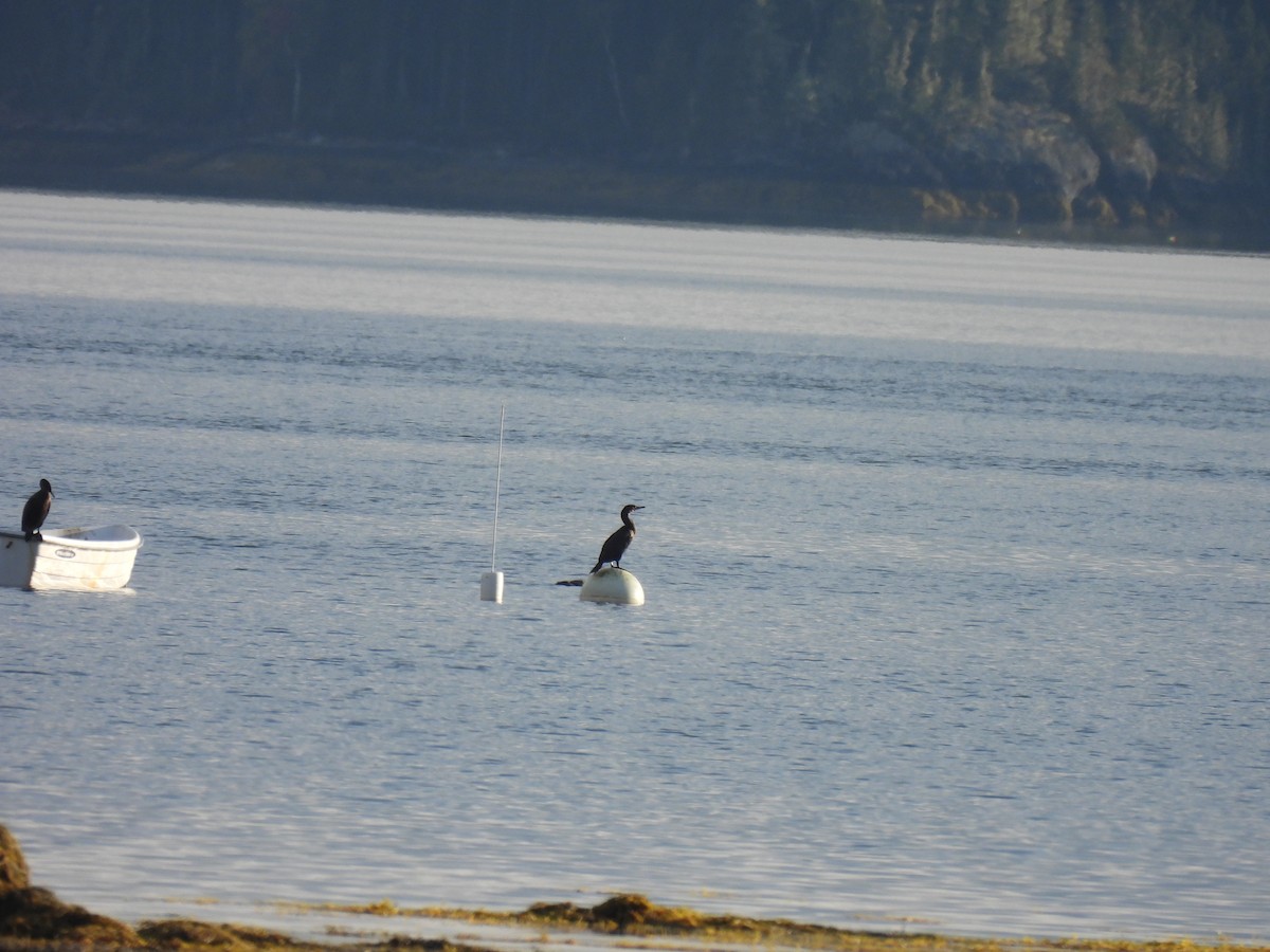 Ohrenscharbe - ML645873114