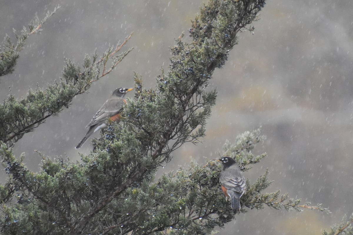 Wanderdrossel - ML645873115