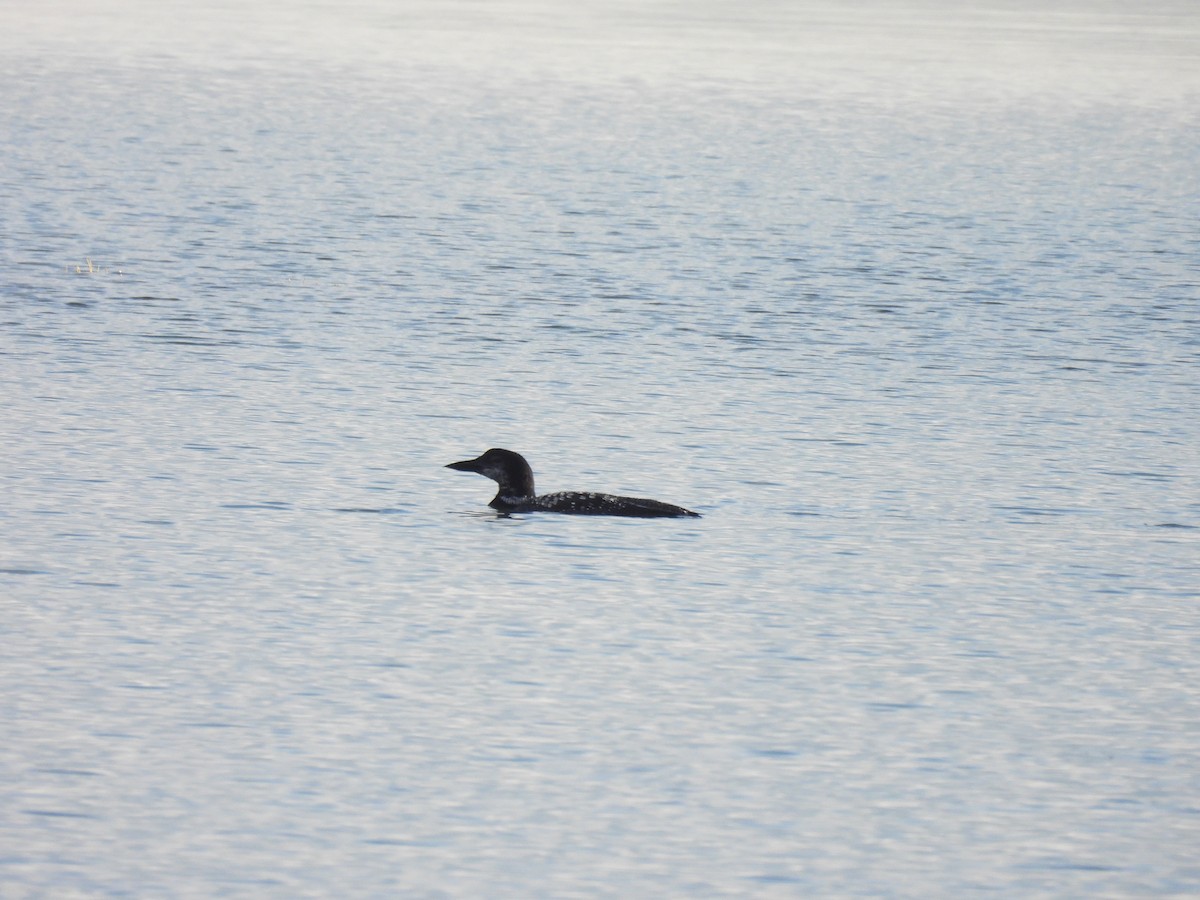 Eistaucher - ML645873116