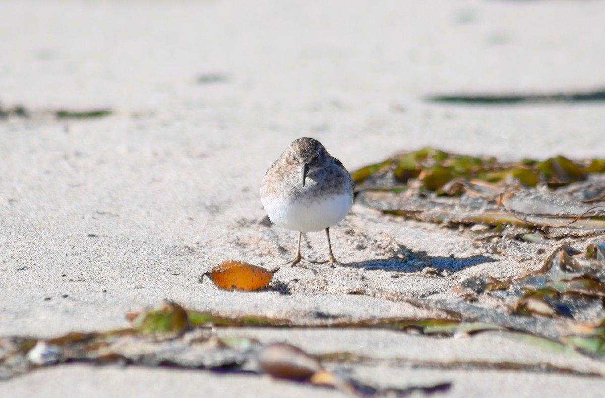 Wiesenstrandläufer - ML645873118