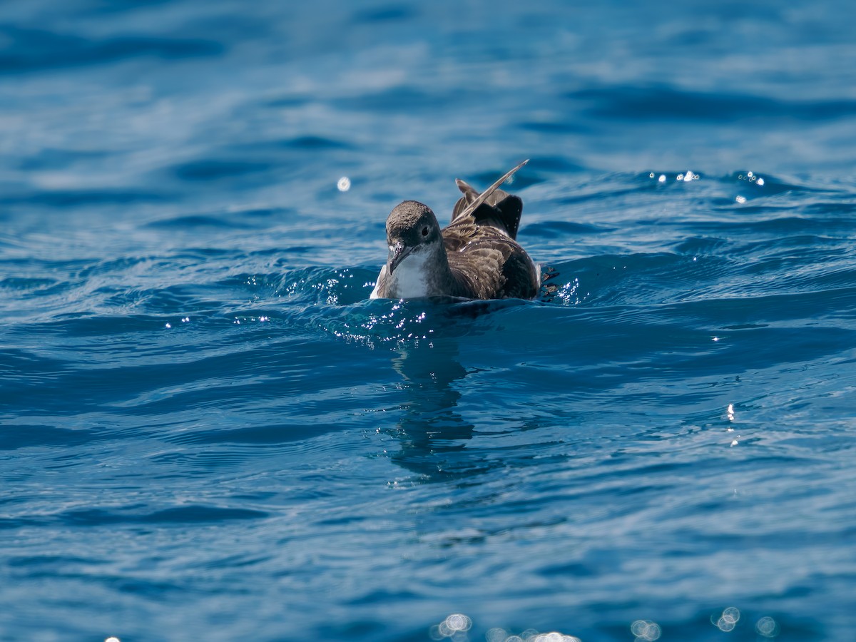 Flattersturmtaucher - ML645873119