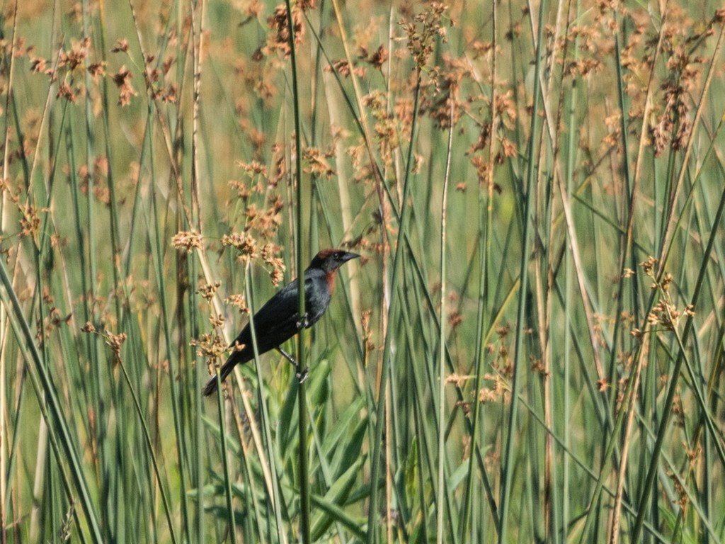 Braunkopfstärling - ML645873121