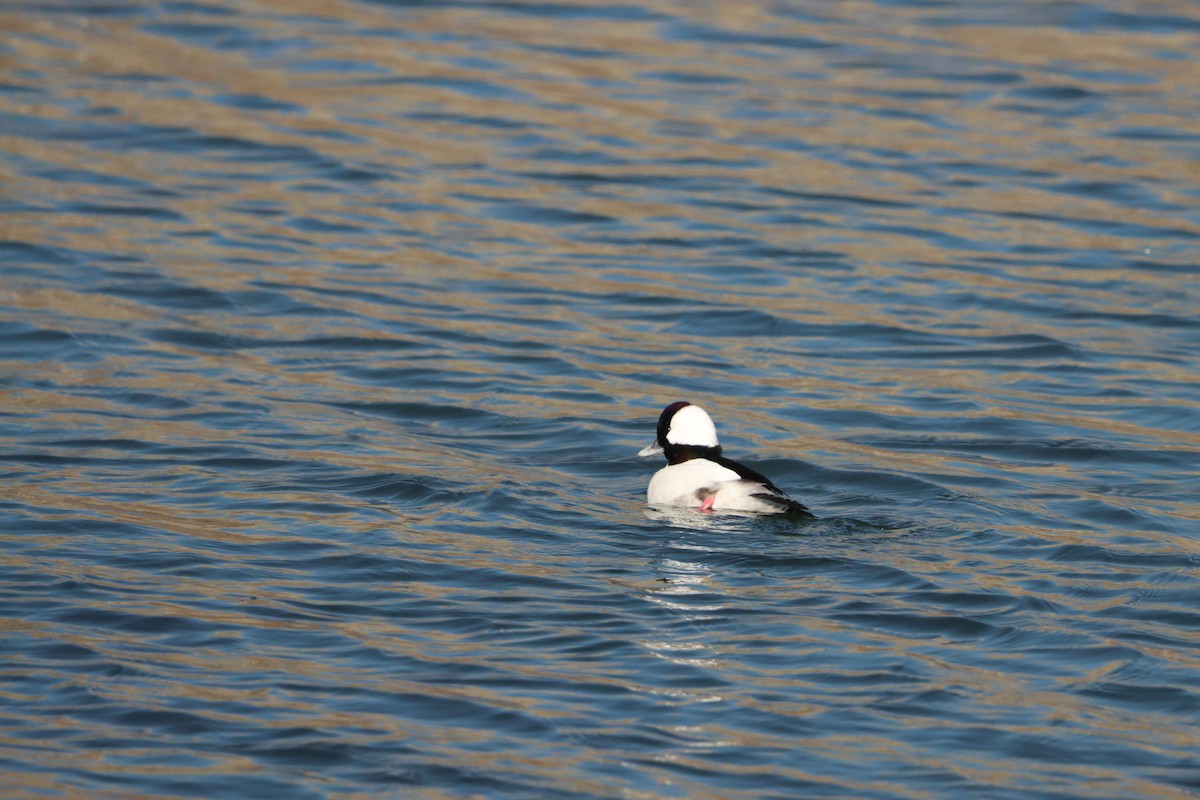 Büffelkopfente - ML645873124