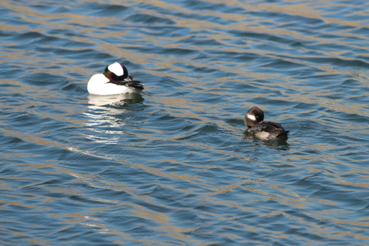 Büffelkopfente - ML645873125