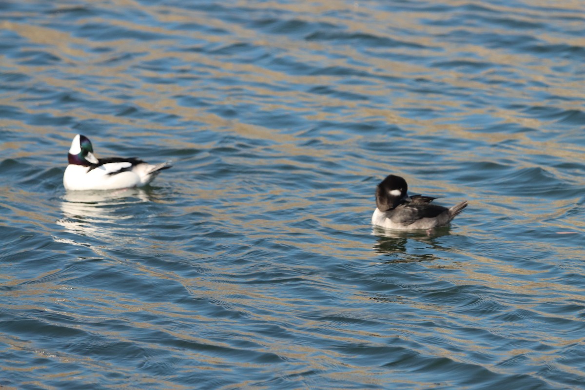 Büffelkopfente - ML645873126