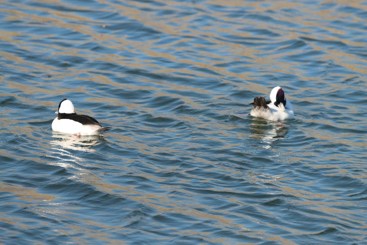 Büffelkopfente - ML645873127