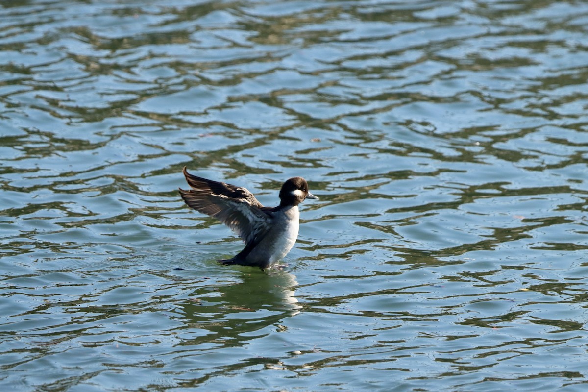 Büffelkopfente - ML645873128