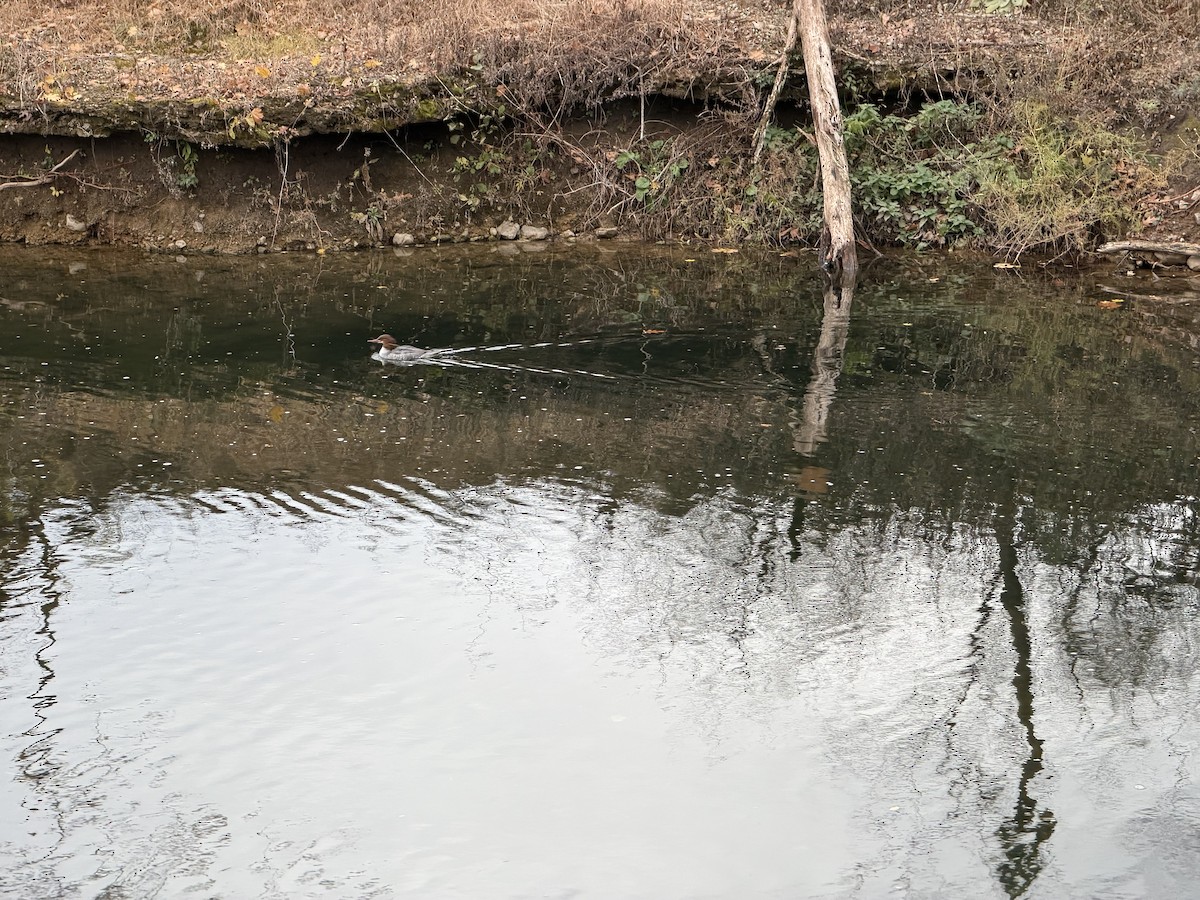 Common Merganser - ML645873138