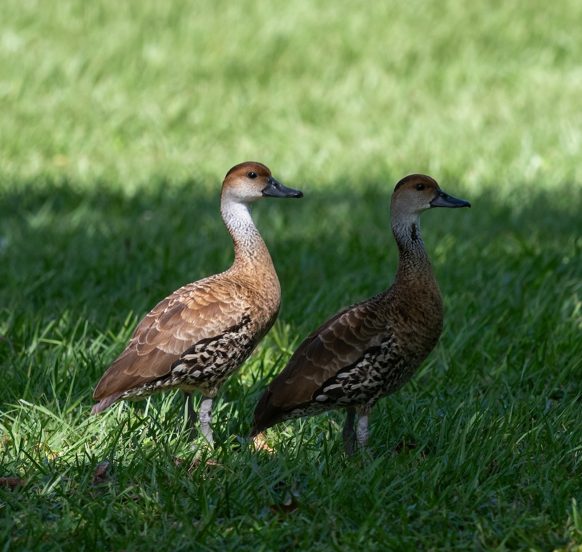 West Indian Whistling-Duck - ML645873143