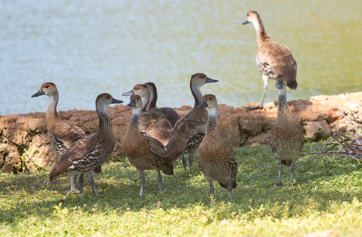 West Indian Whistling-Duck - ML645873144