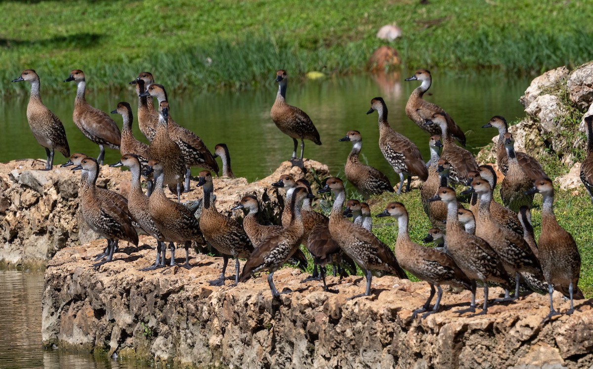 West Indian Whistling-Duck - ML645873145