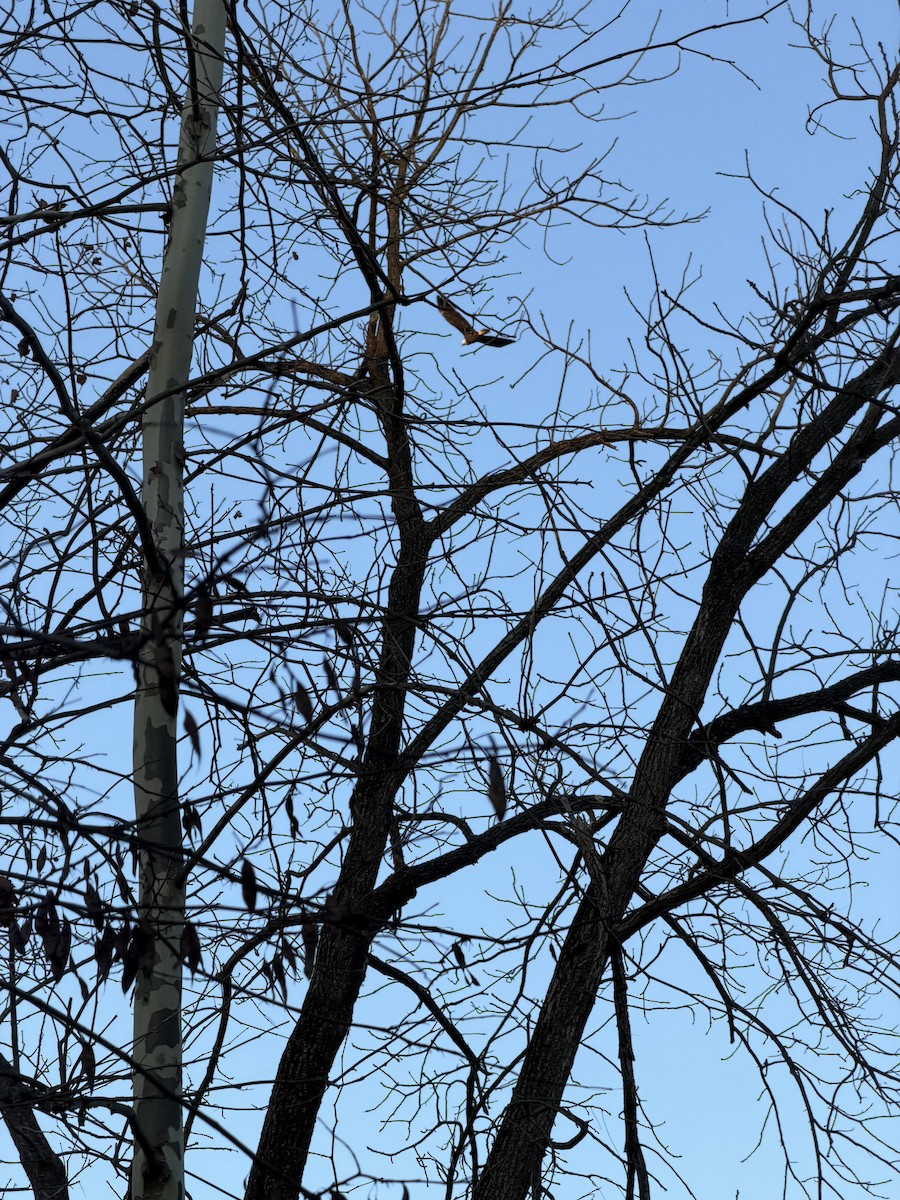 Bald Eagle - ML645873147