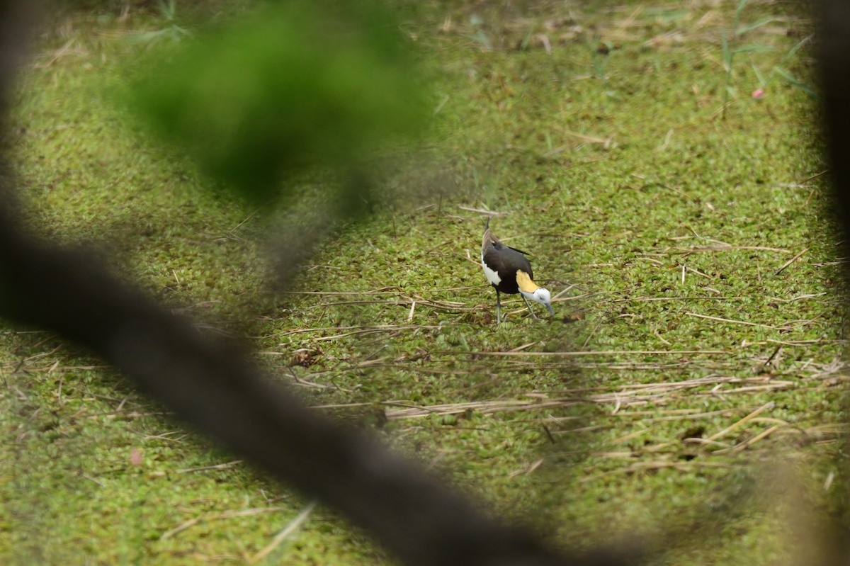 Фазанохвостая якана - ML645873149