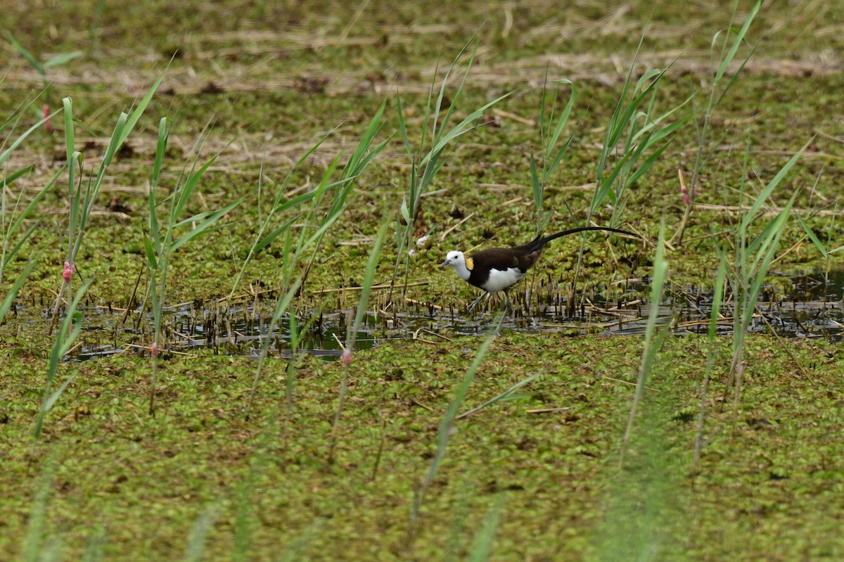 Фазанохвостая якана - ML645873151