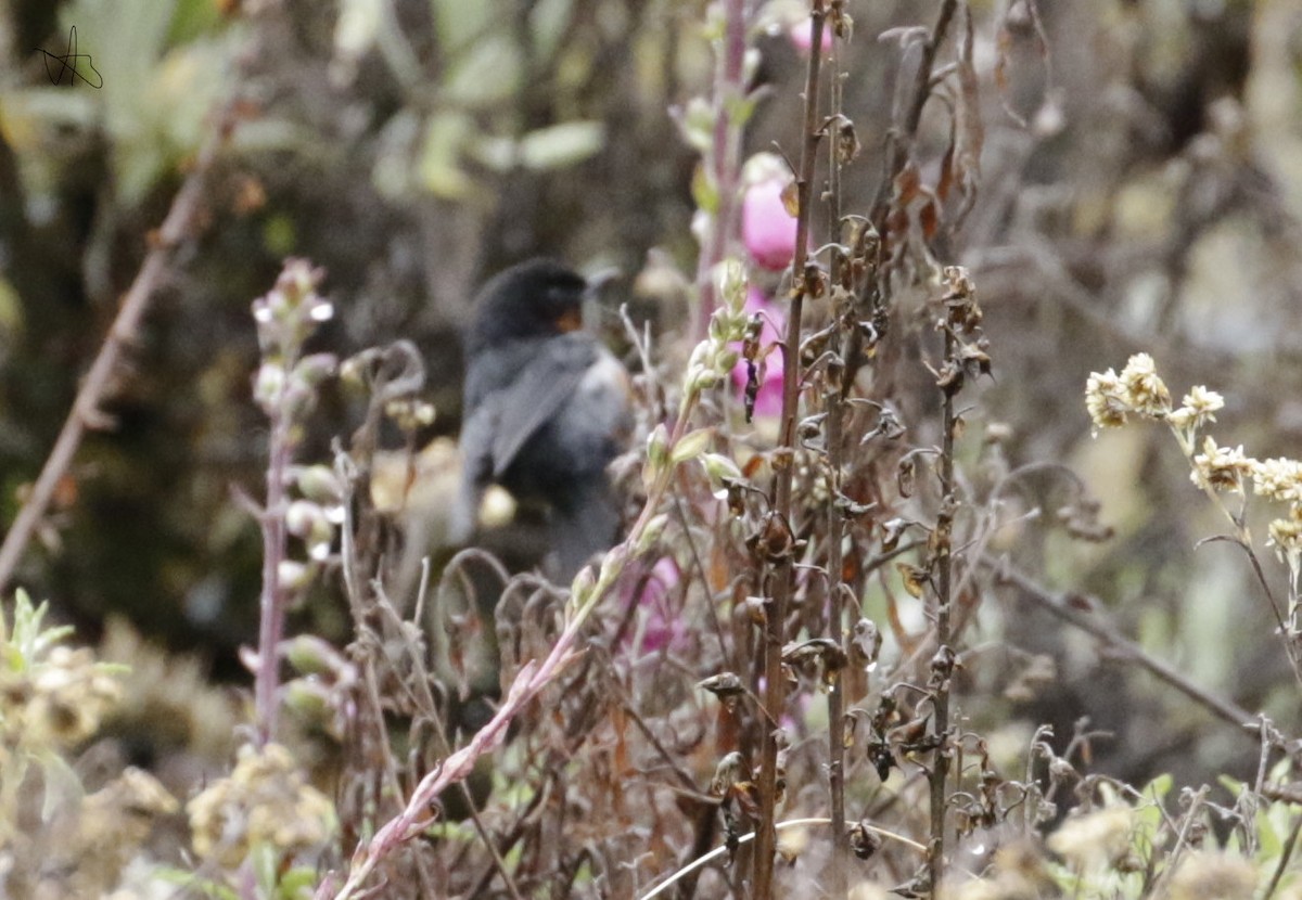 Black-throated Flowerpiercer - ML645873152