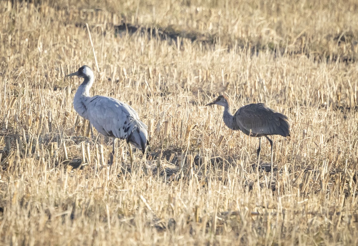Common Crane - ML645873154