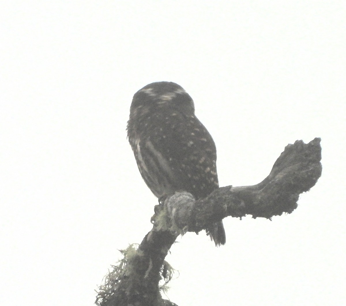 Andean Pygmy-Owl - ML645873163