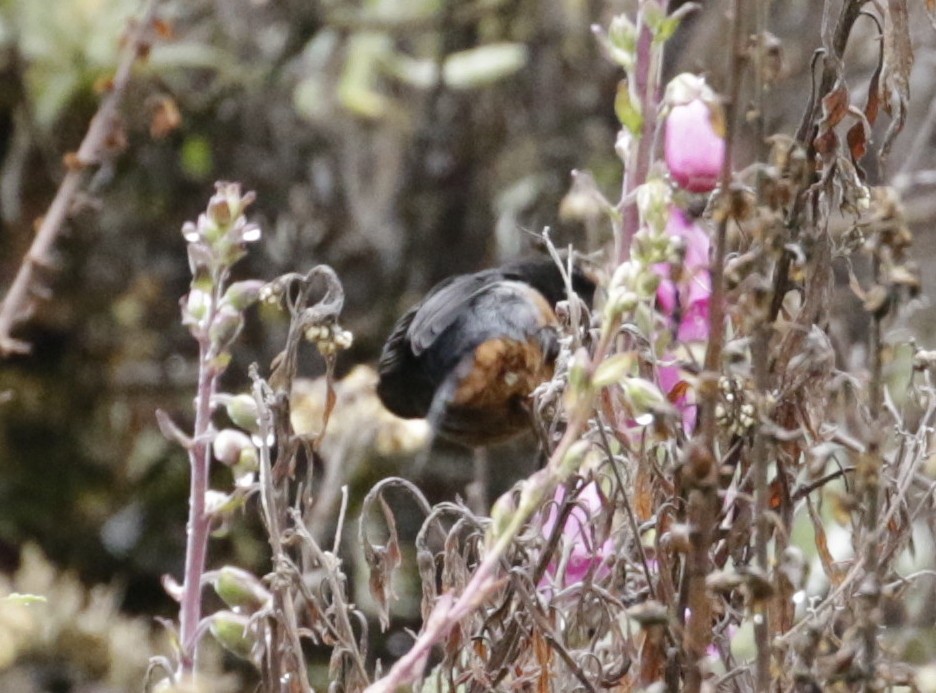 Black-throated Flowerpiercer - ML645873173