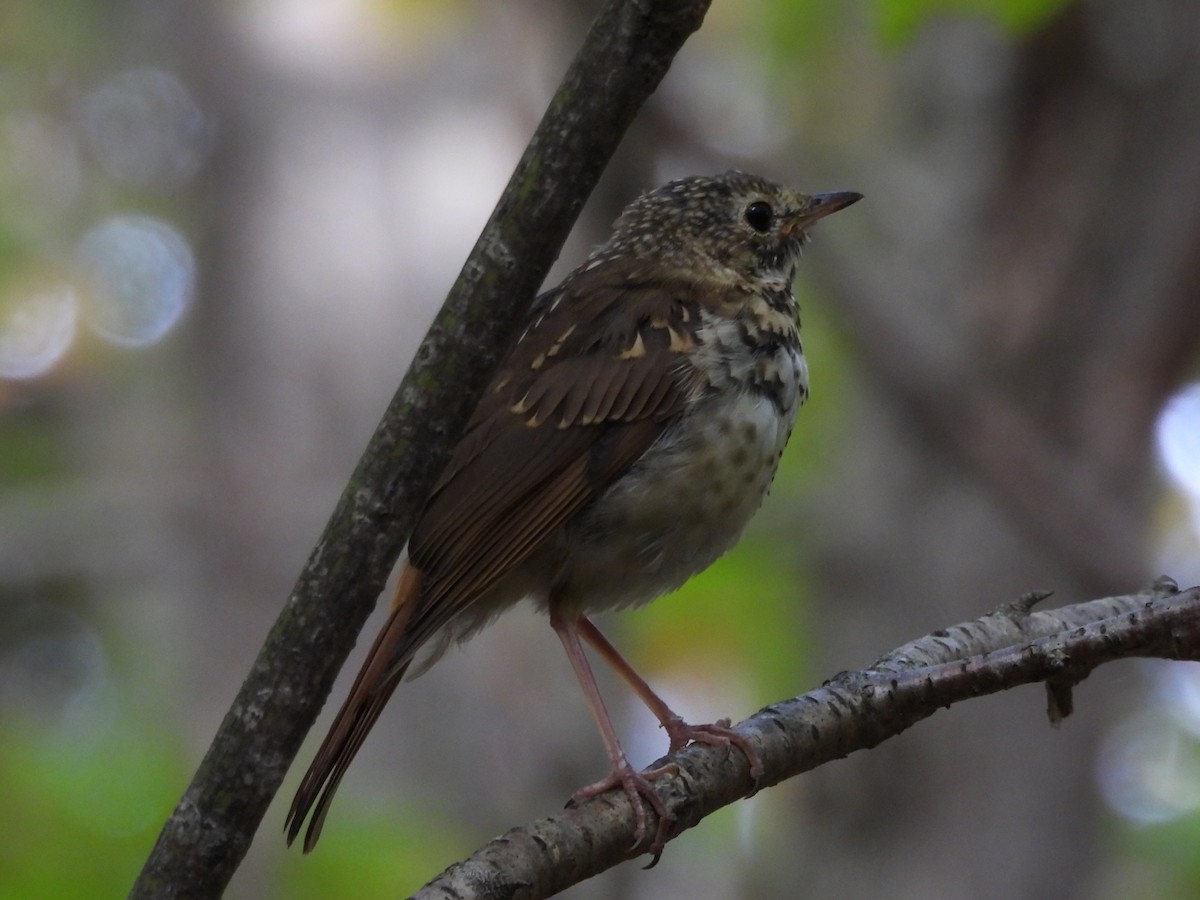 Hermit Thrush - ML645873182