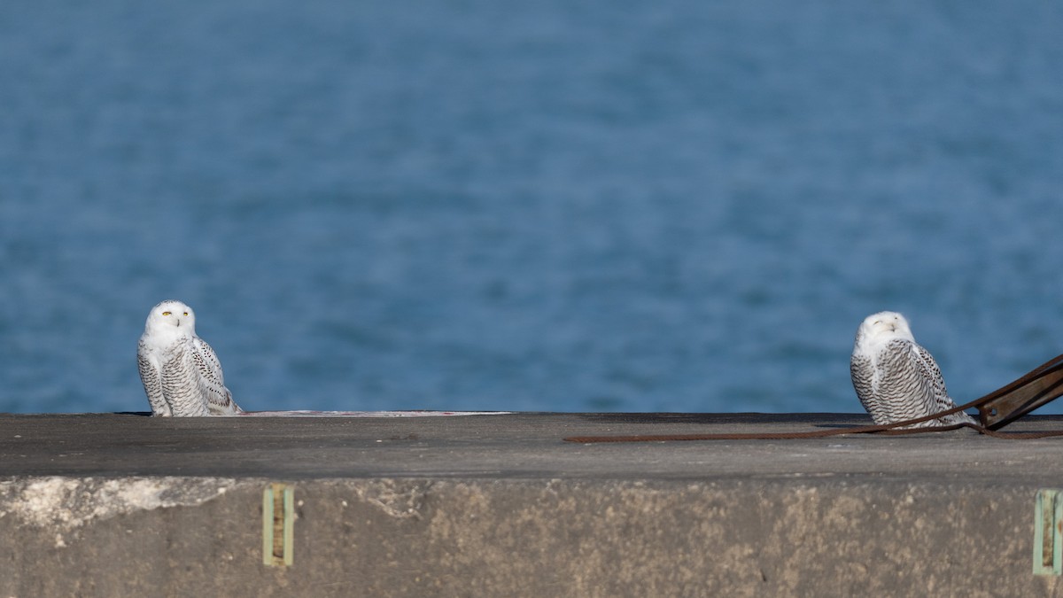 Snowy Owl - ML645873183