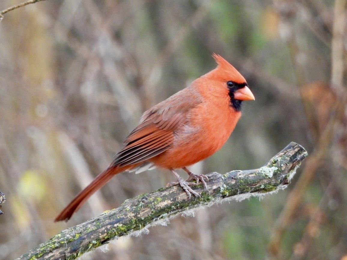 Northern Cardinal - ML645873188
